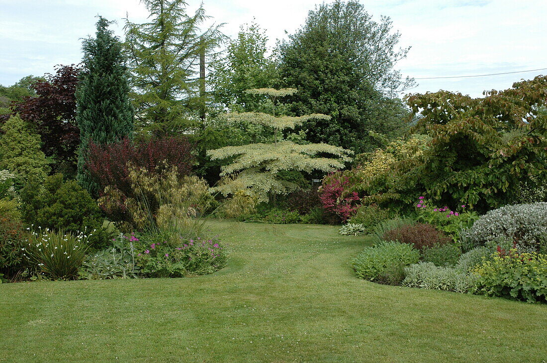 Cornus controversa 'Variegata'