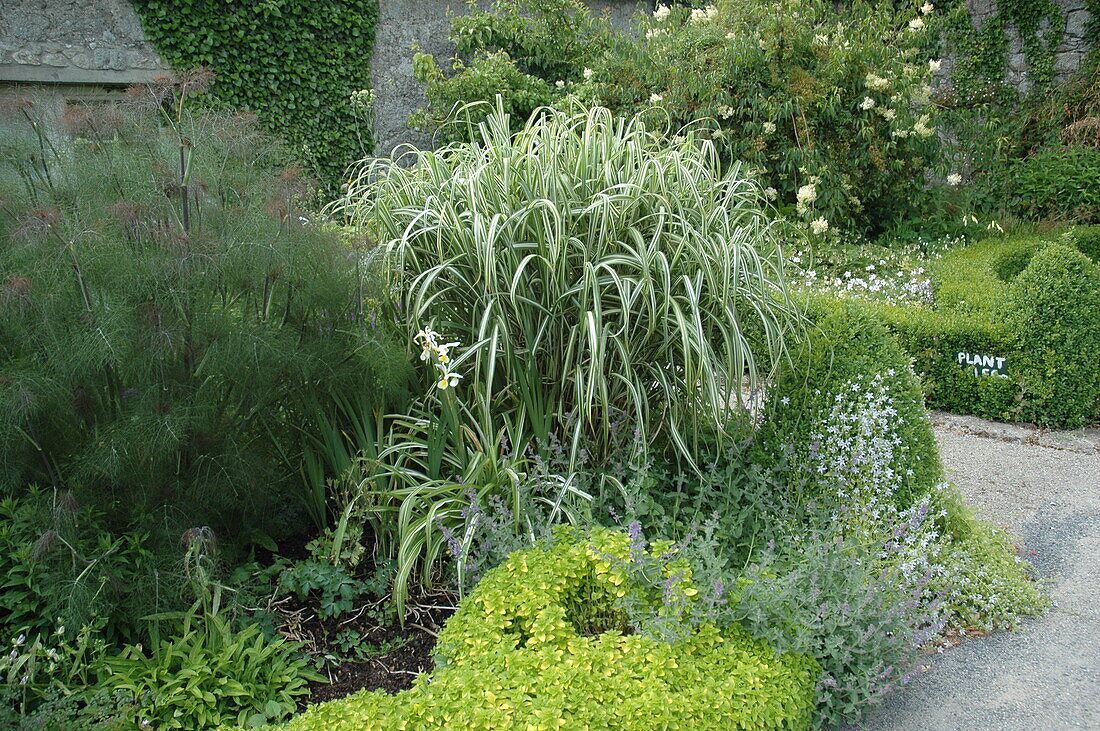 Miscanthus sinensis 'Variegatus