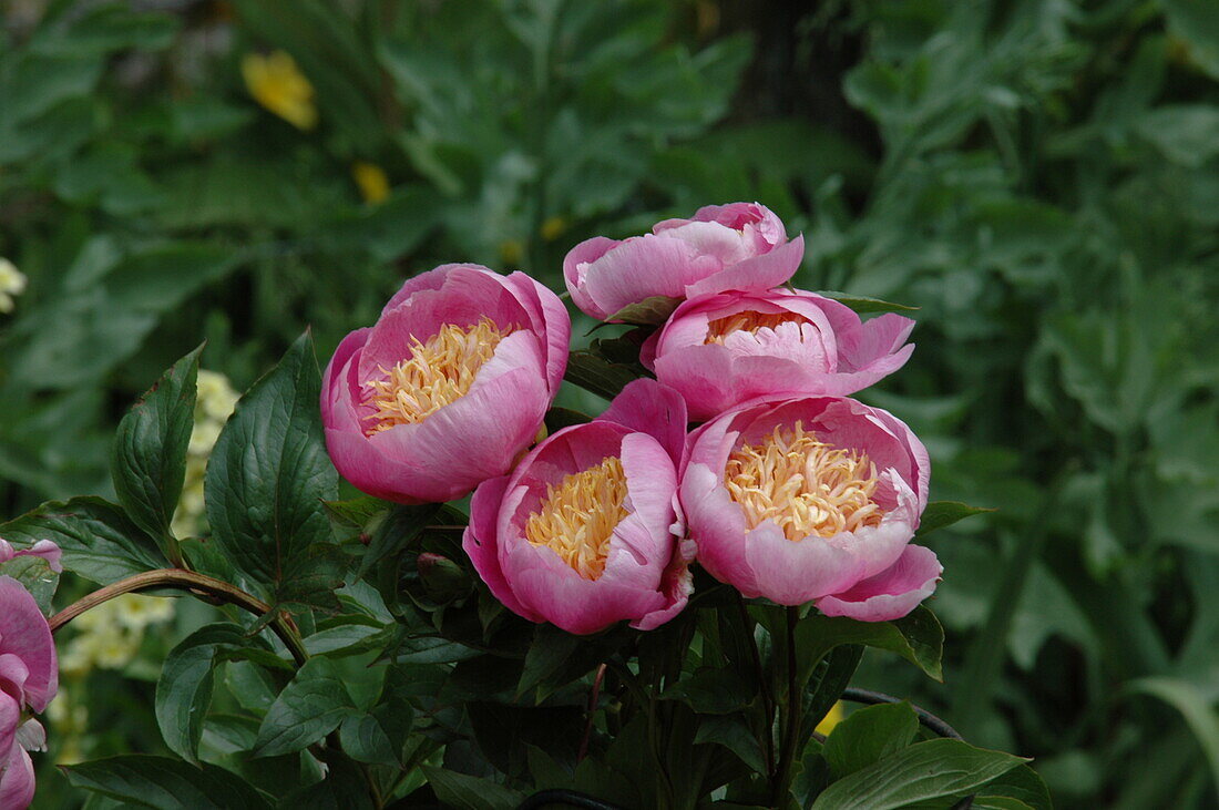 Paeonia lactiflora Bowl of Beauty