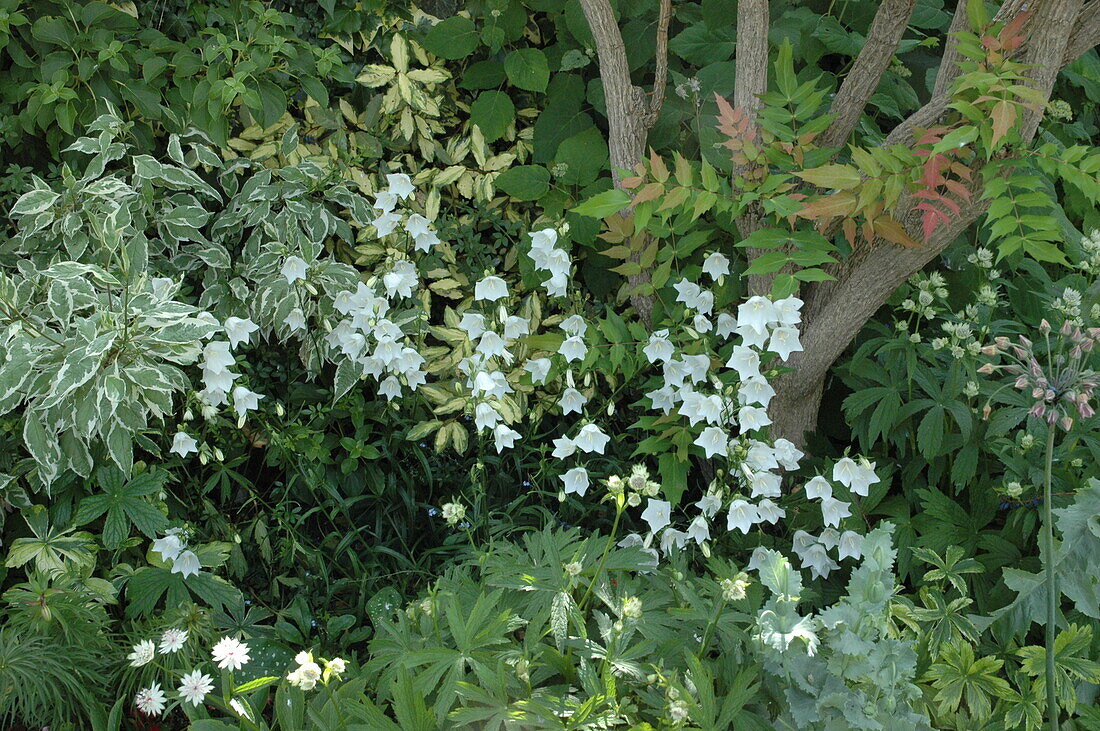 Campanula persicifolia, white