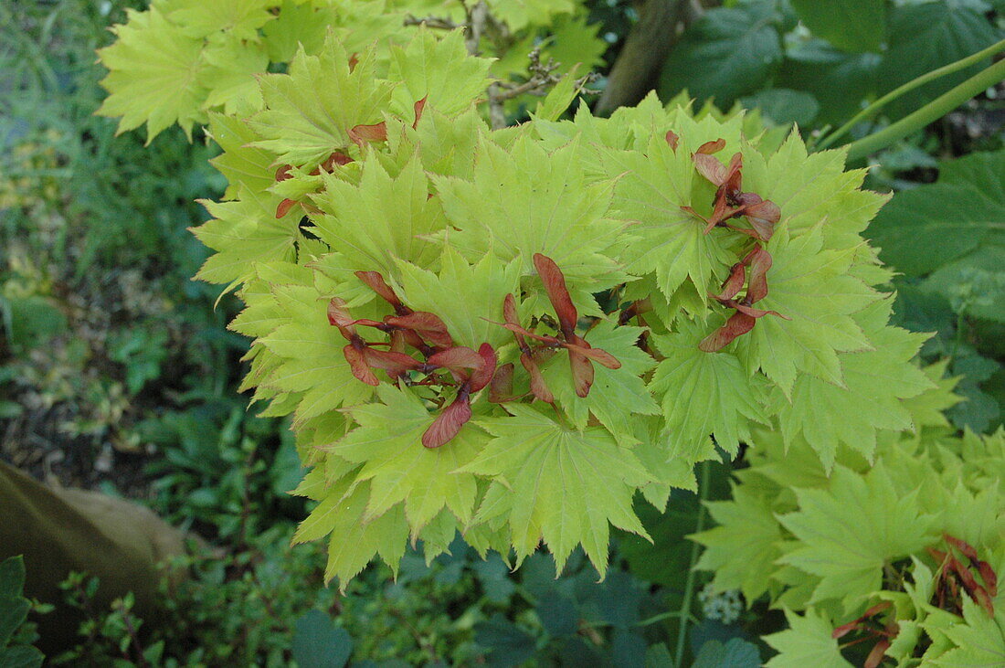 Acer shirasawanum 'Aureum' (Aureum)