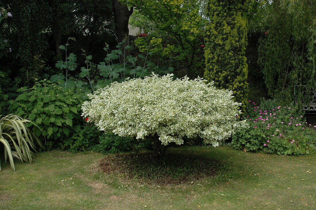 Euonymus japonicus 'Argenteo Variegatus'