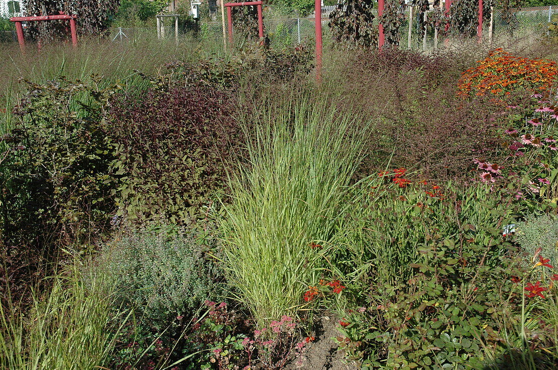 Panicum virgatum 'Hänse Herms