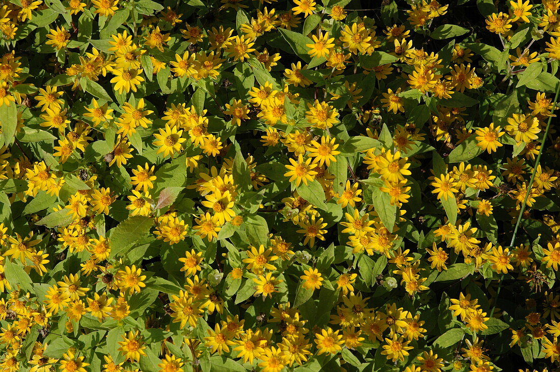 Melampodium paludosum 'Showstar'®