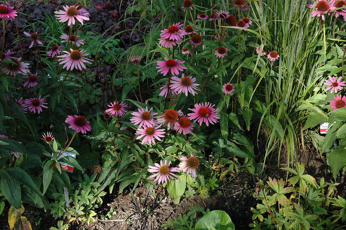 Echinacea purpurea 'Magnus