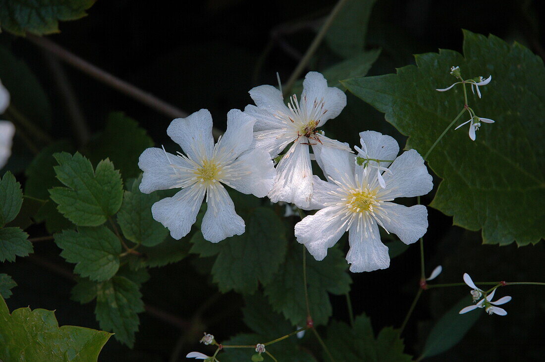 Clematis fargesioides