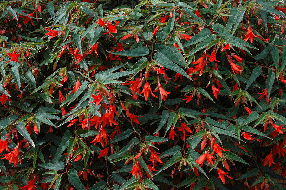 Begonia boliviensis 'Bonfire'