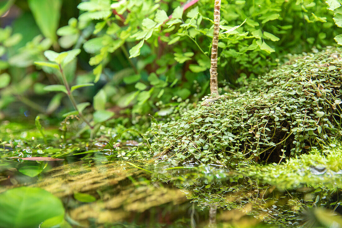 Wasserpflanzen