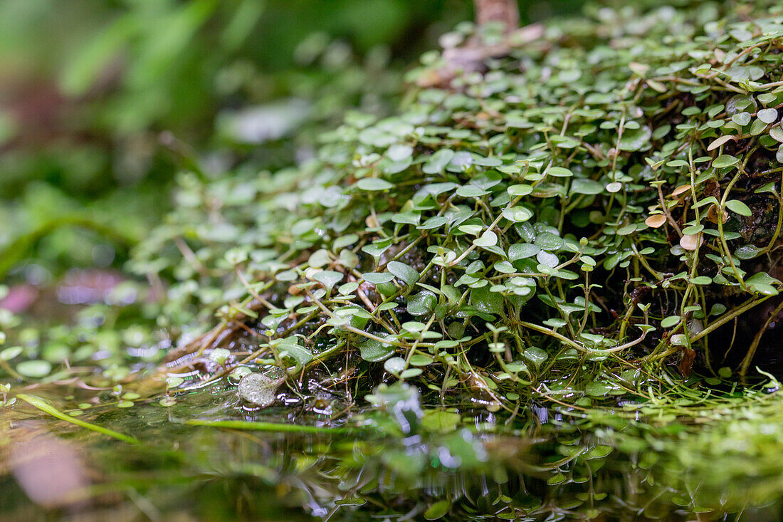 Wasserpflanzen