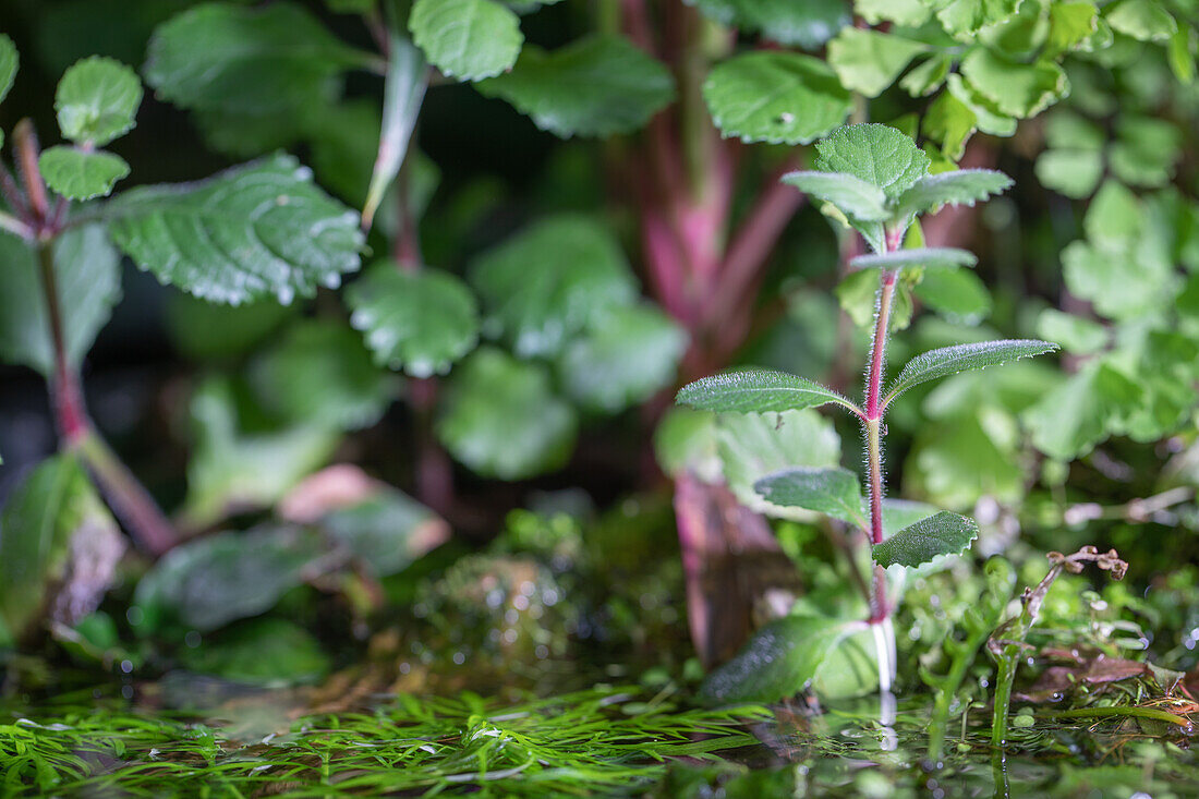 Water plants