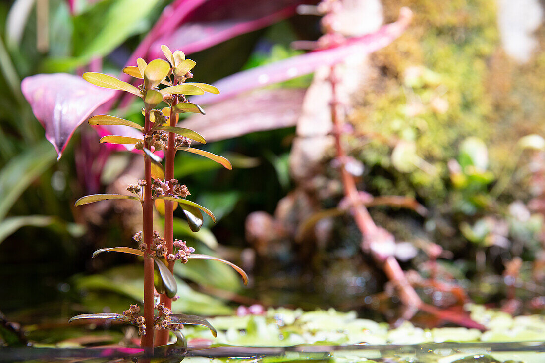 Water plants