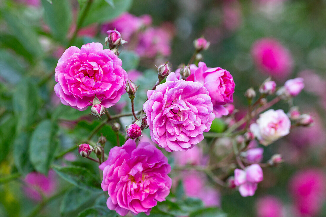 Rosa multiflora 'Taunusblümchen'