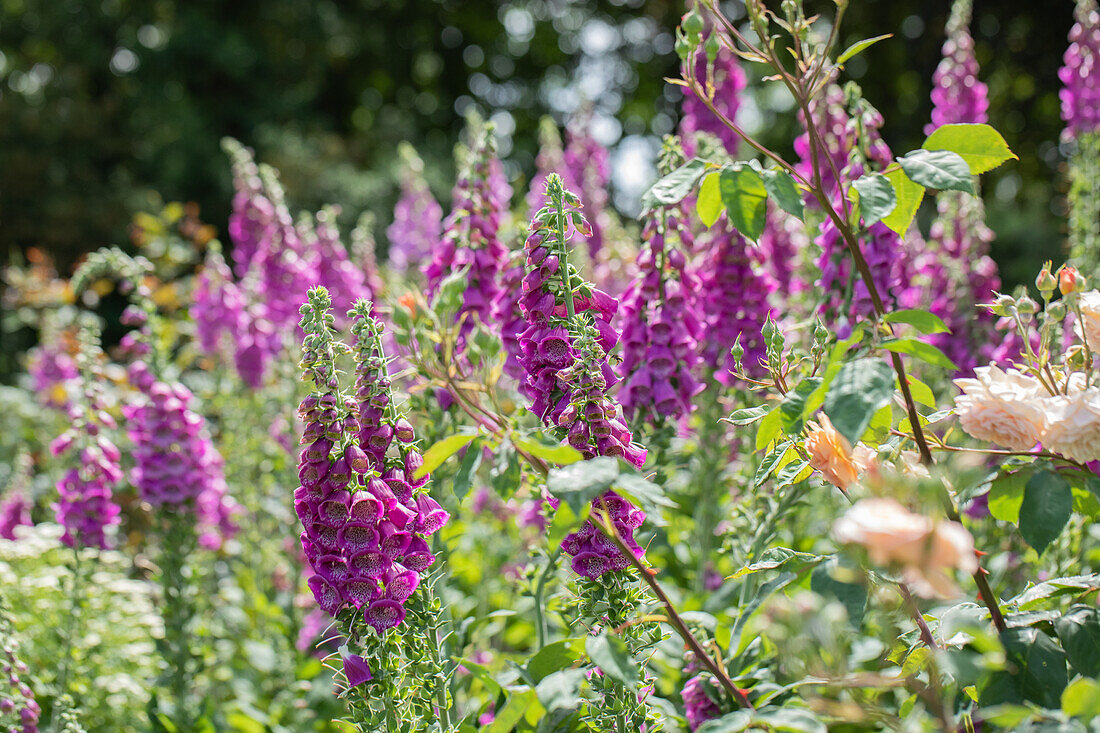 Digitalis purpurea