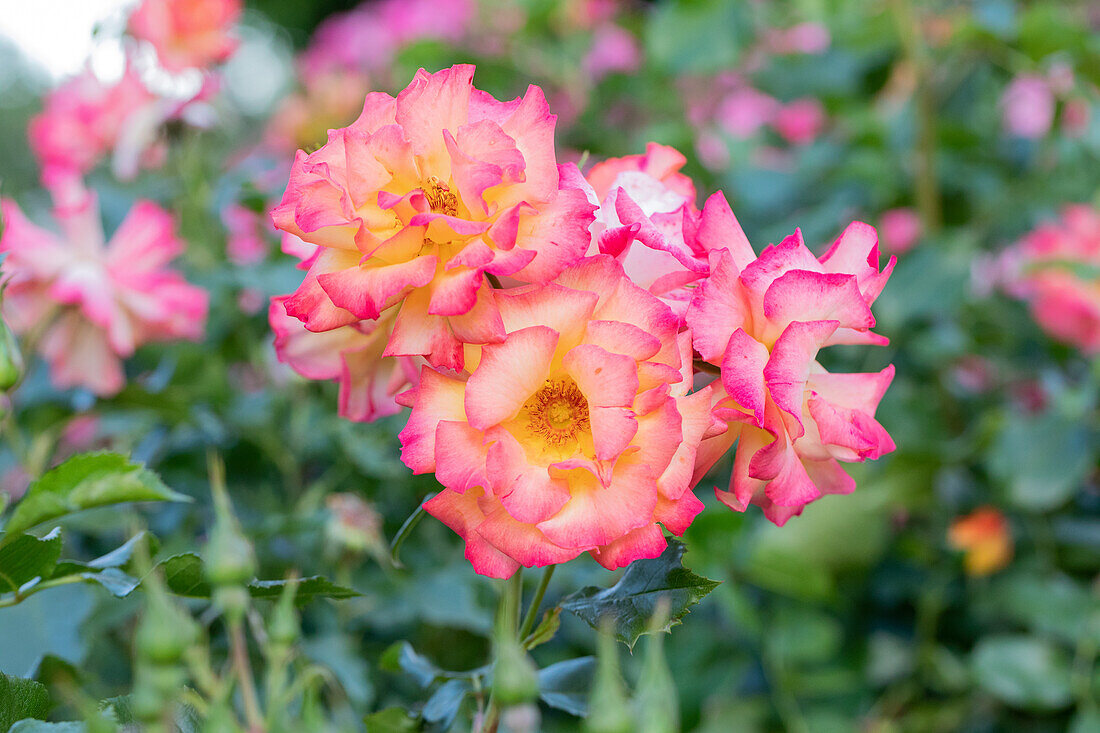 Shrub rose, apricot