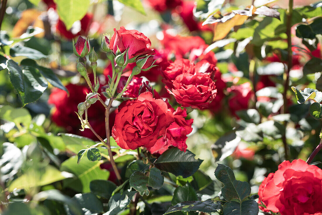 Shrub rose, red