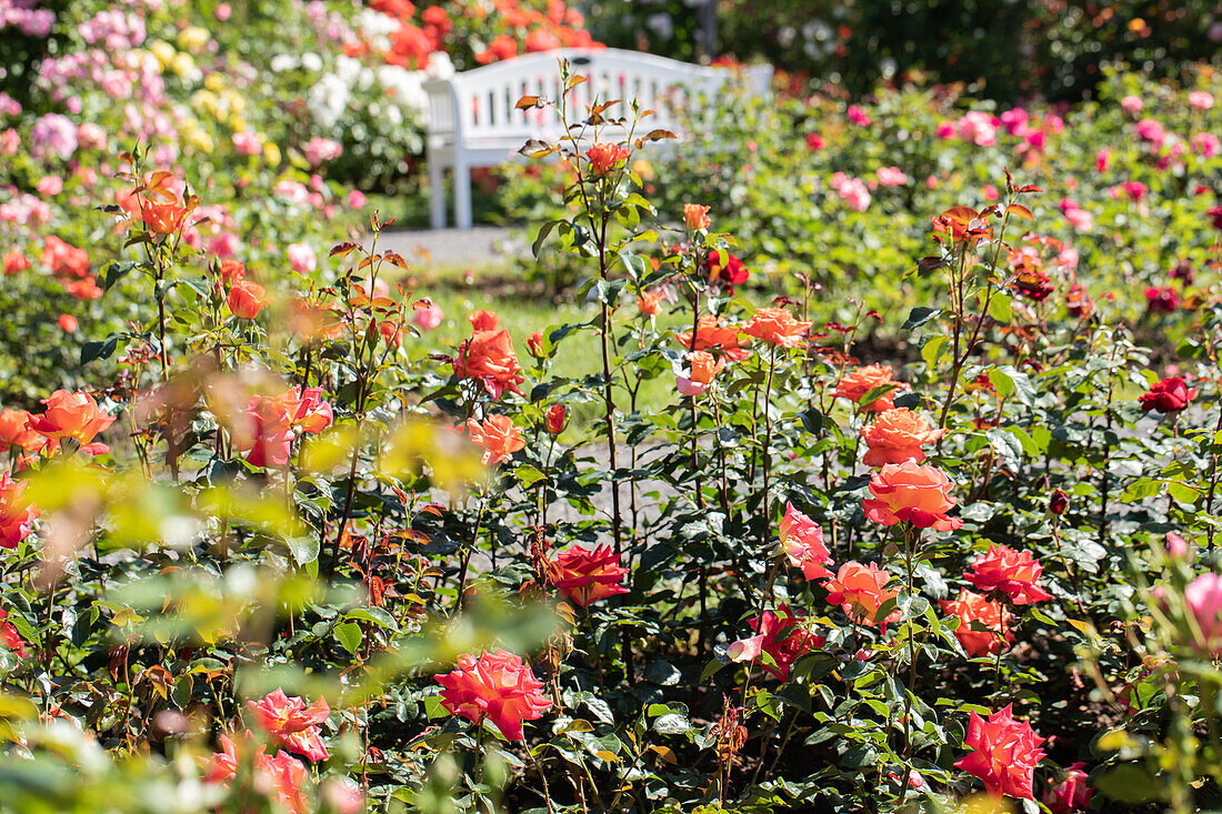 Shrub rose, apricot