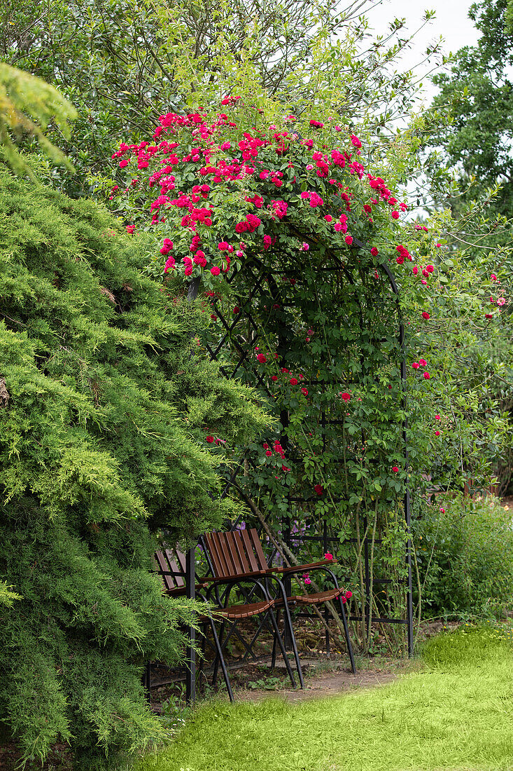 Rose arch