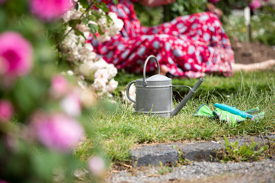 Watering can in rose garden