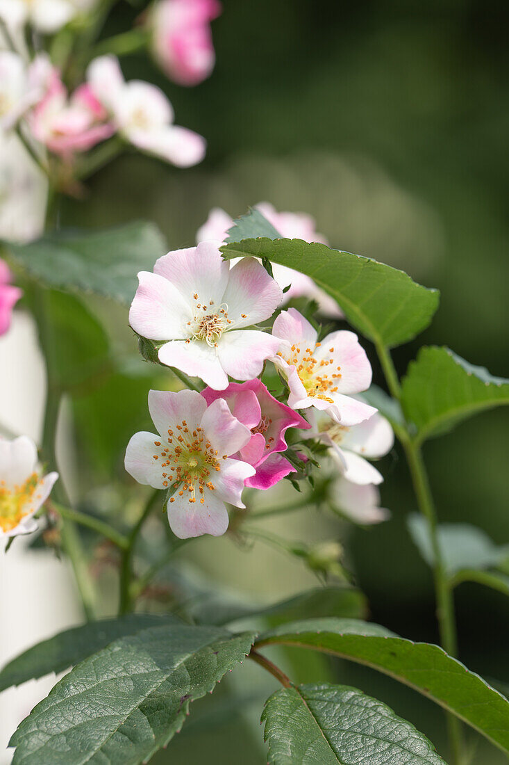 Shrub rose