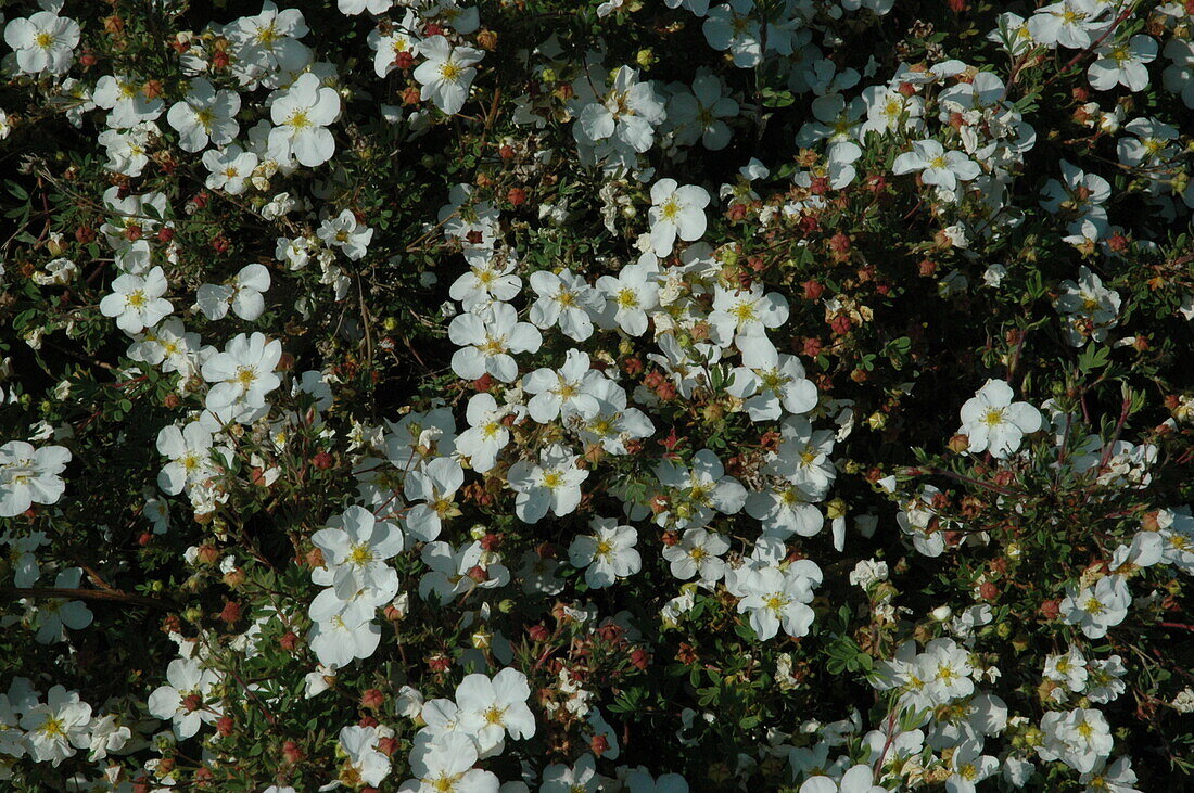 Potentilla fruticosa, white