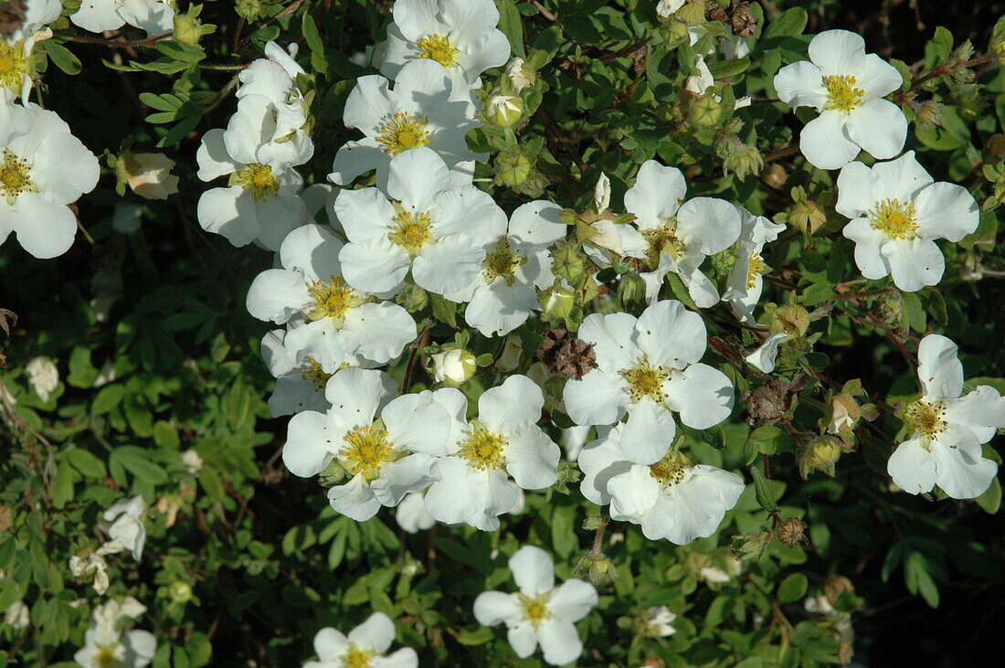 Potentilla fruticosa, white