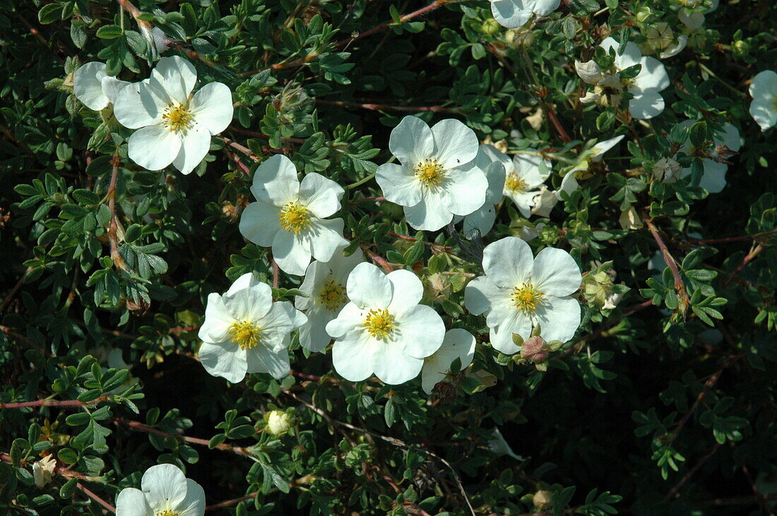 Potentilla fruticosa 'Judith