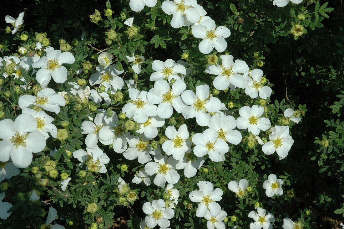 Potentilla fruticosa 'Abbotswood'