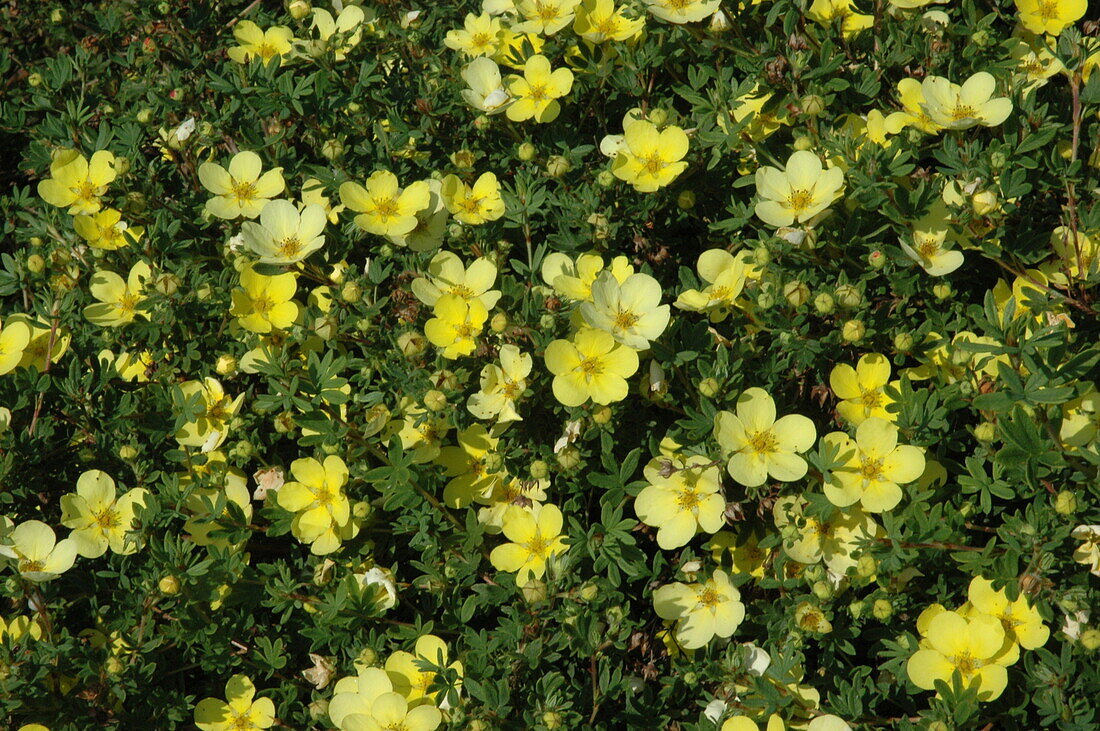 Potentilla fruticosa var. rigida