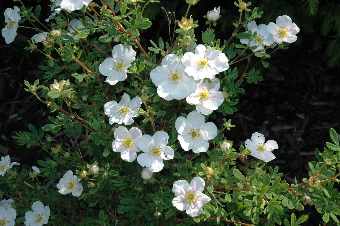 Potentilla fruticosa 'Snowbird'