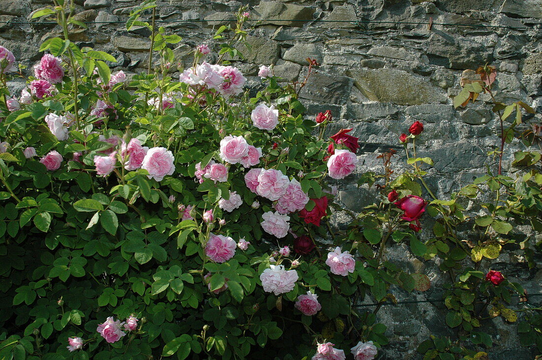 English roses, pink