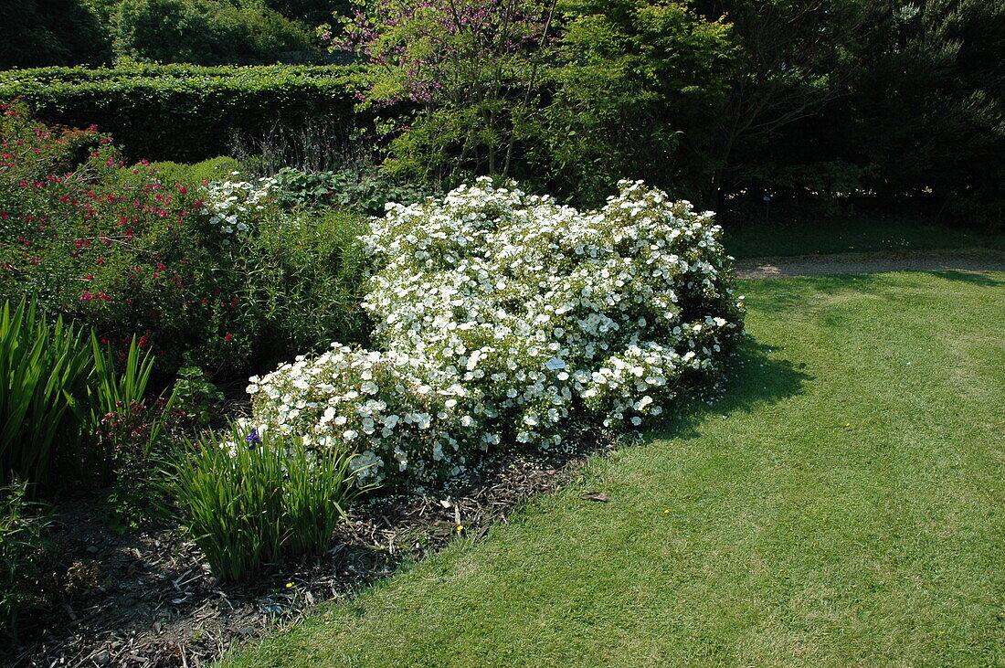 Helianthemum cultorum, white specimen