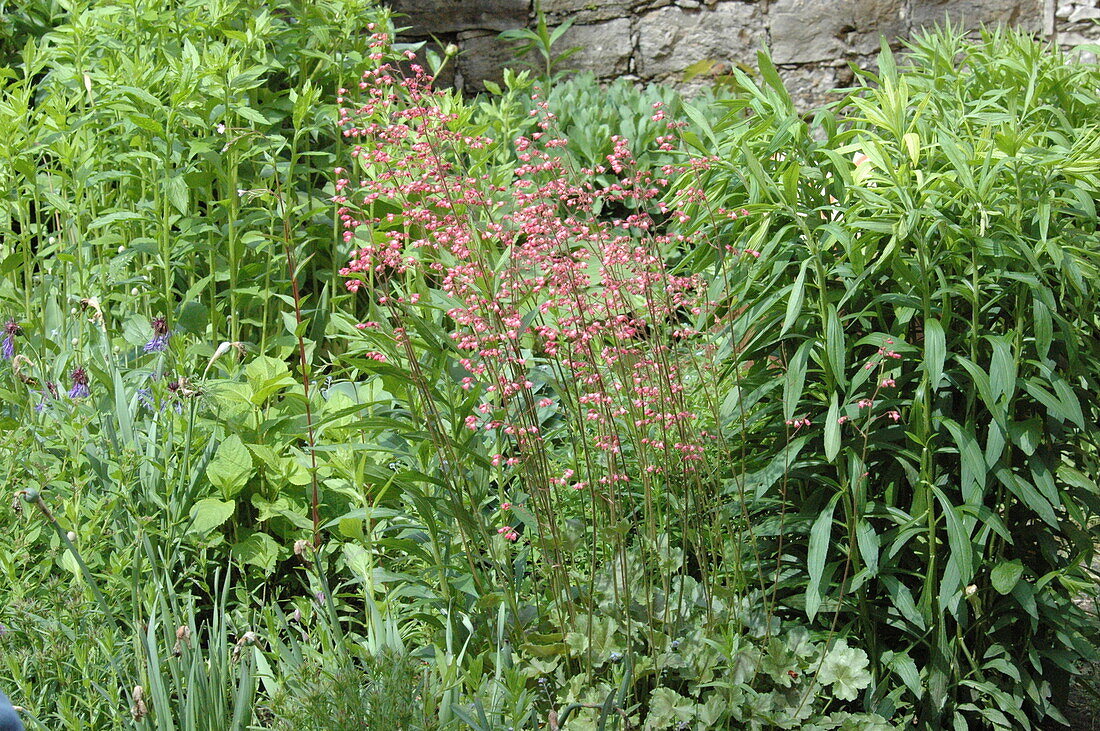 Heuchera, pink