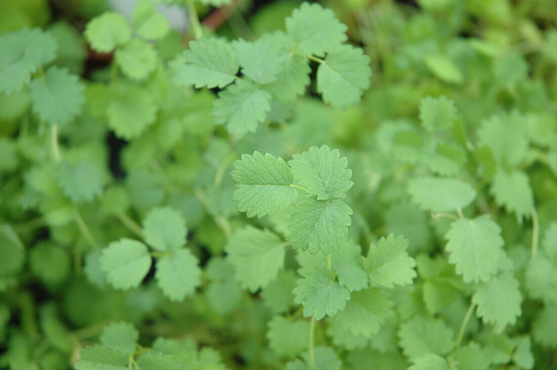 Sanguisorba minor