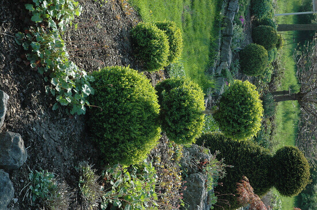 Buxus, triple globe