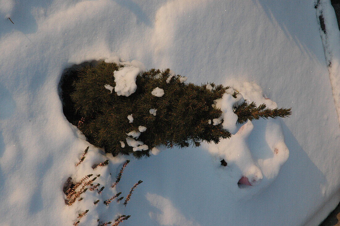 Conifer in the snow