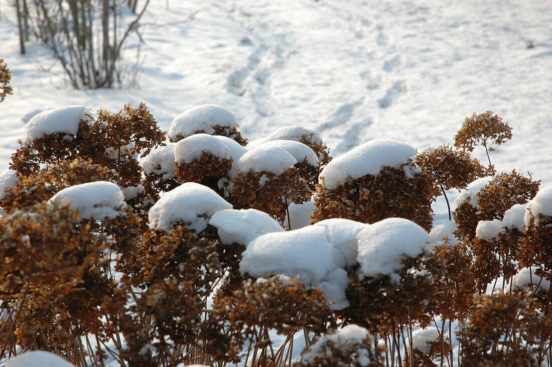 Hortensienblütenstände im Schnee