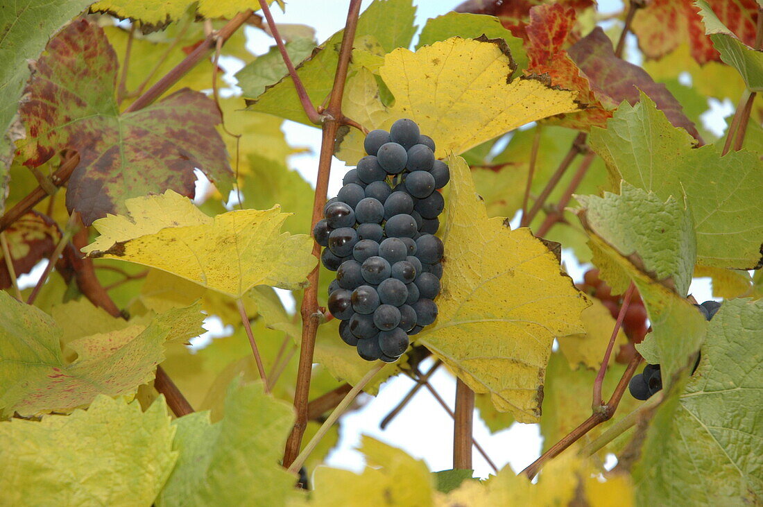 Vitis vinifera, blau