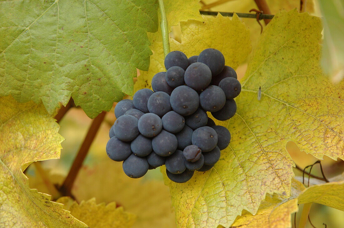 Vitis vinifera, blue