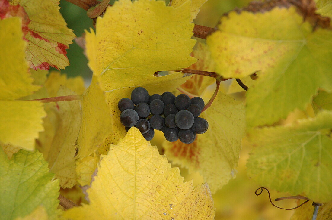 Vitis vinifera, blue