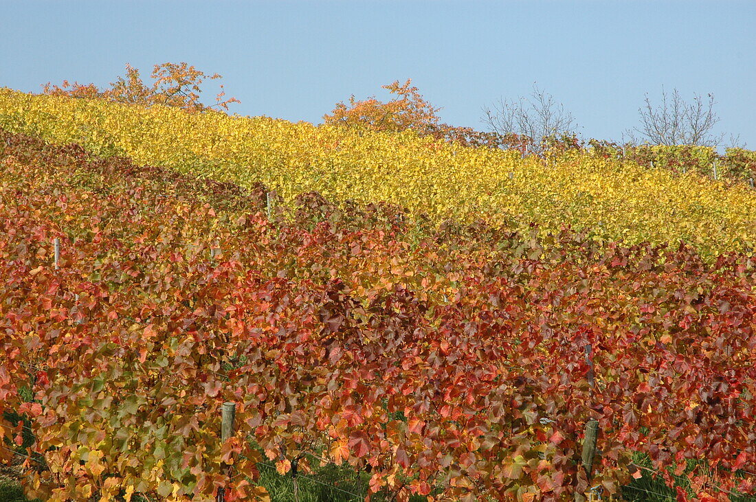 Vitis vinifera