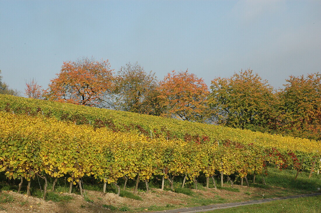 Vitis vinifera