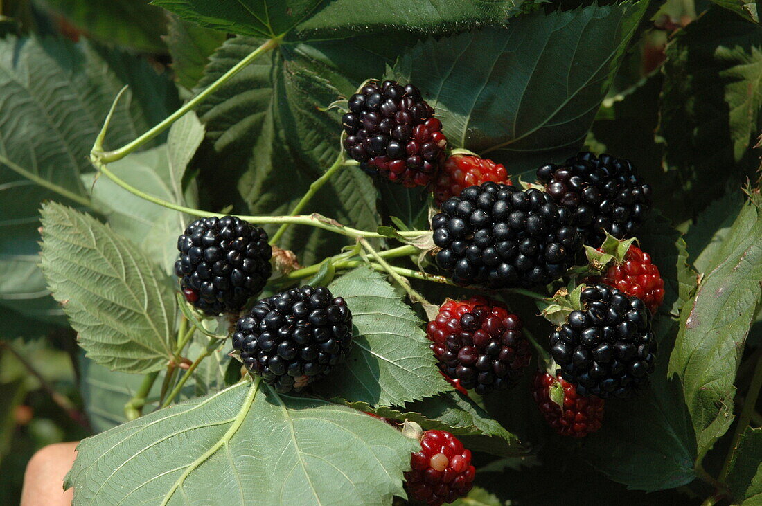 Rubus fruticosus 'Apache'