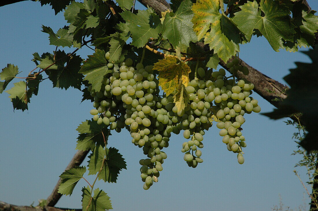 Vitis vinifera 'Theresa'