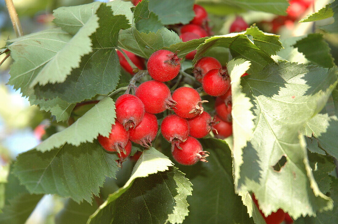 Crataegus coccinea