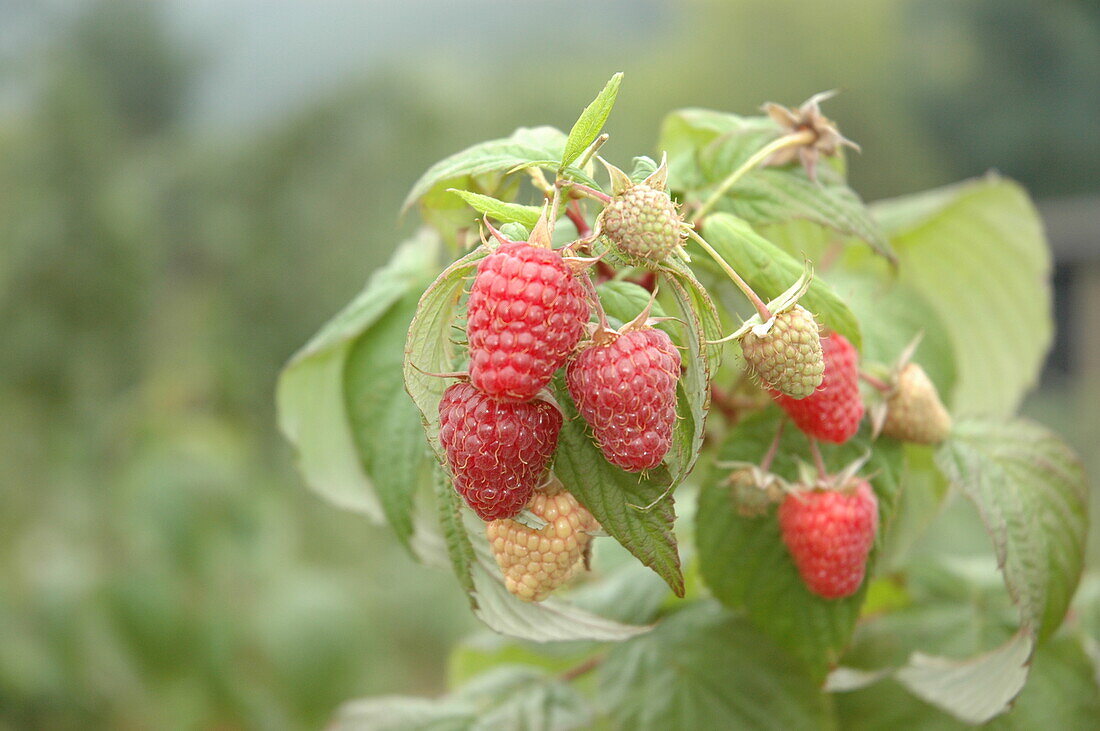 Rubus idaeus 'Polka'®