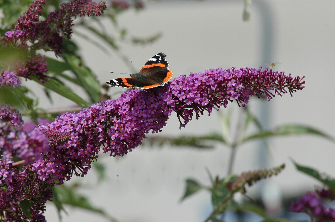 Buddleja davidii