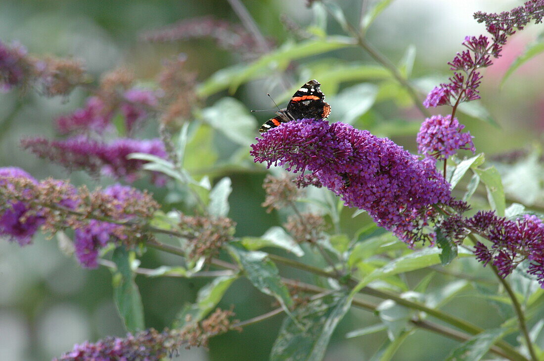 Buddleja davidii