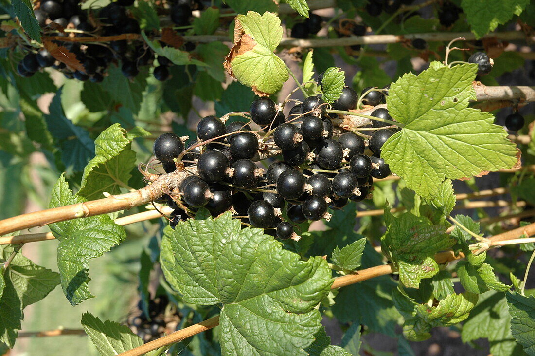 Ribes nigrum 'Titania'