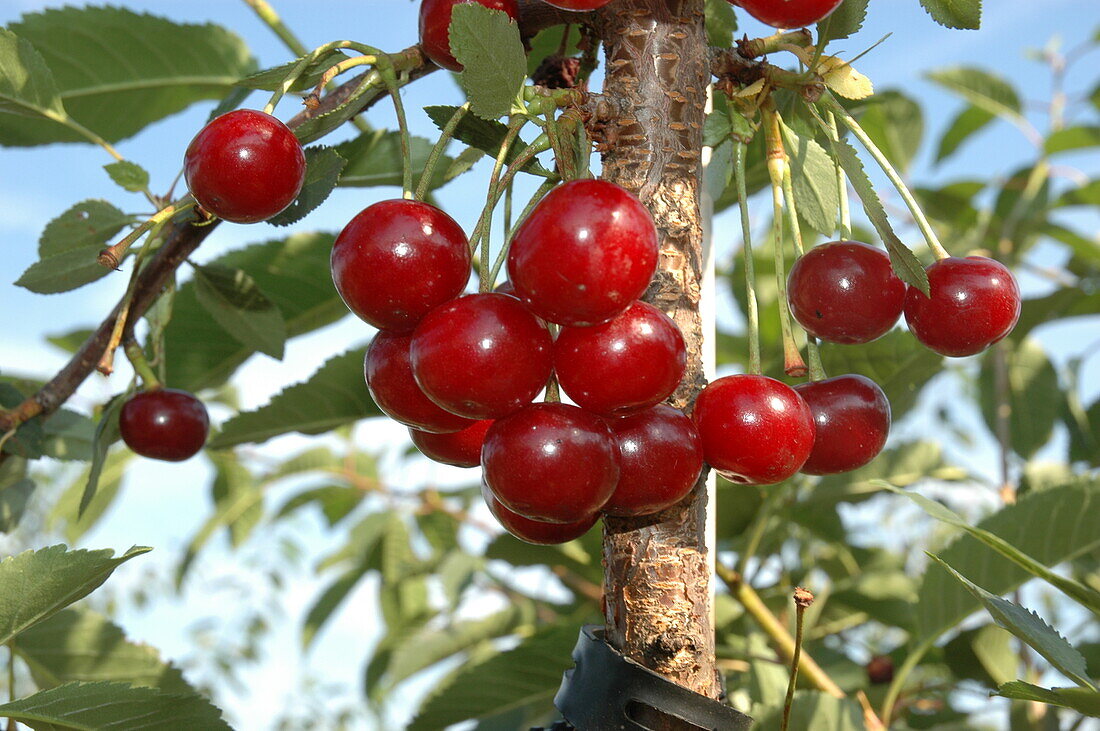 Prunus cerasus 'Morina'(s)