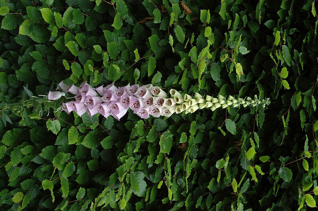 Digitalis purpurea, rosa